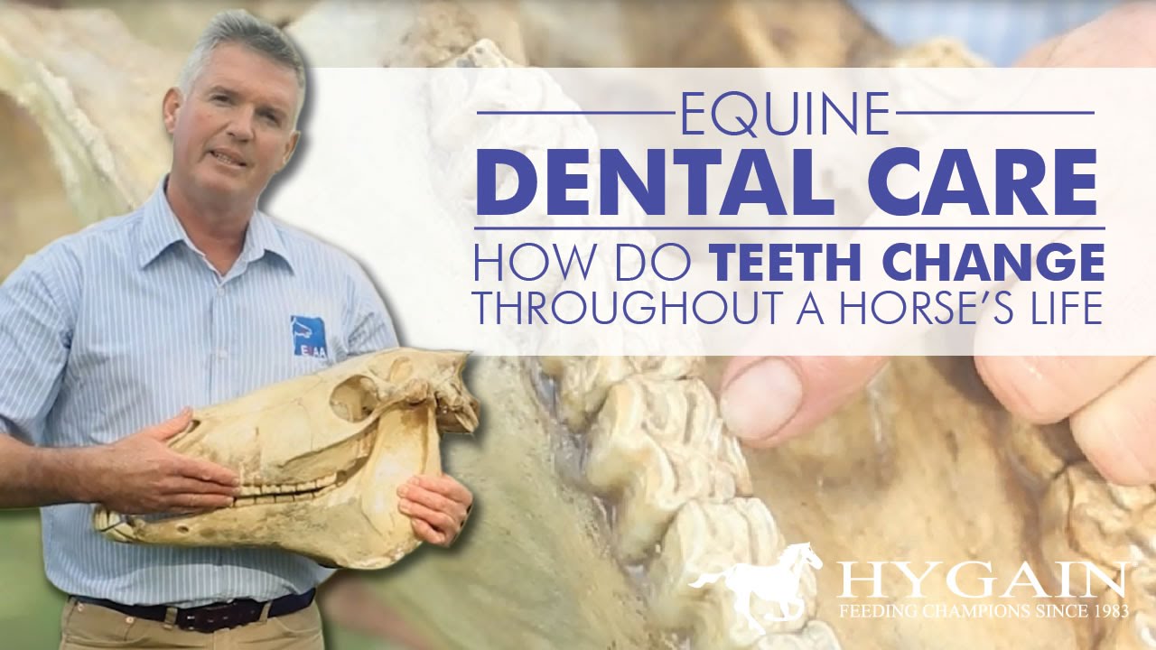 Equine Dental Care  - Teeth Issues affecting horse health
