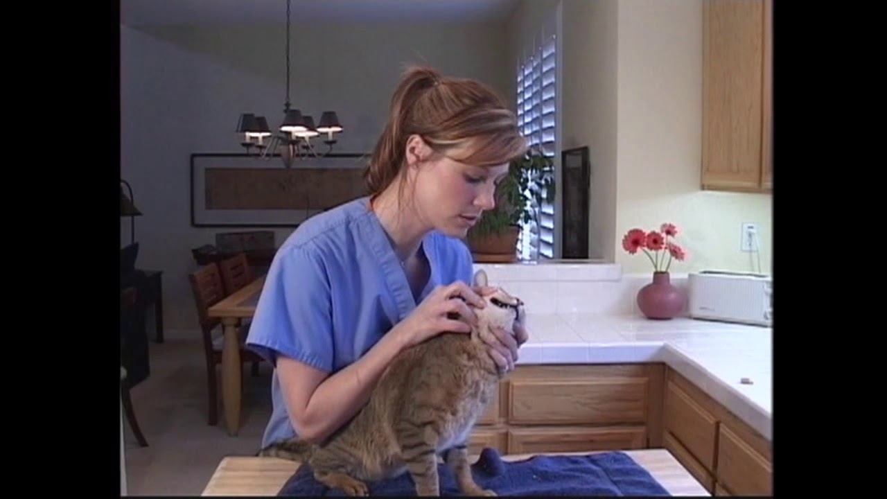 Home Dental Care for Cats - UC Davis