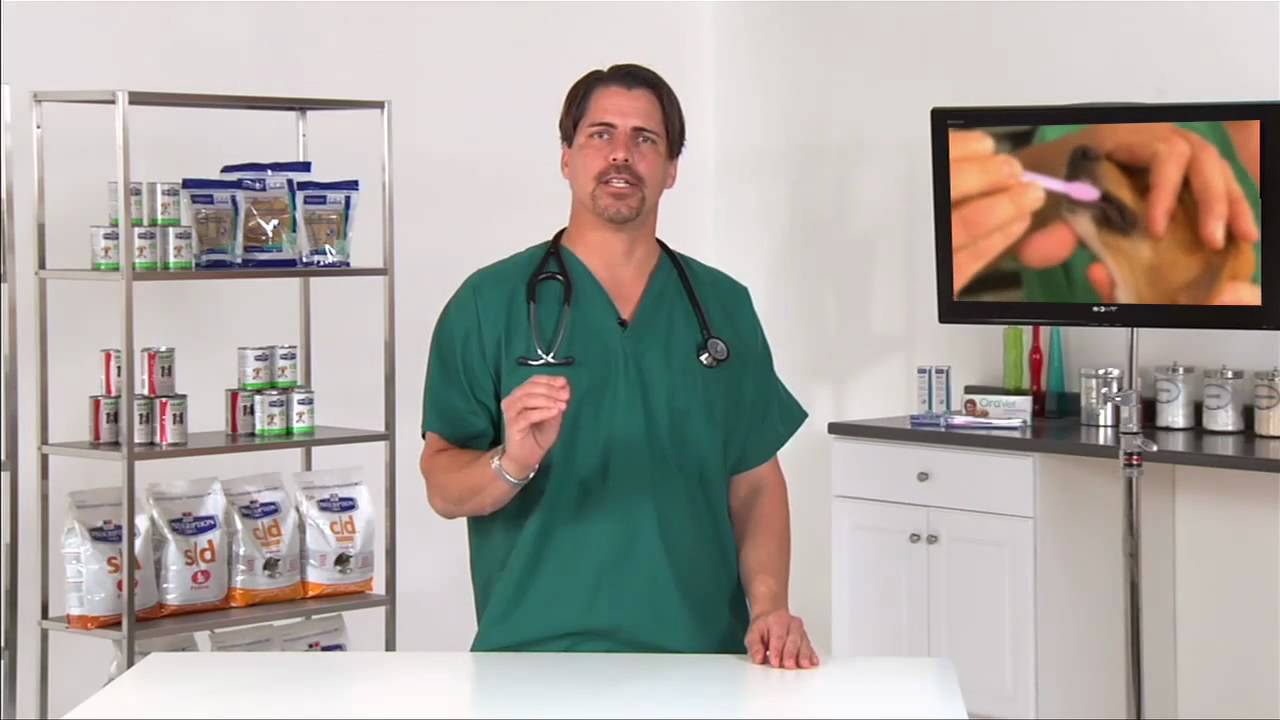 Canine Dental: Taking Care of Your Dog's Teeth - VetVid Episode 001