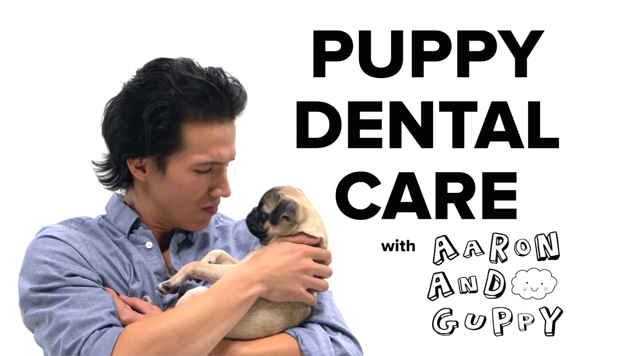 PetSmart Puppy Training: Dental Care