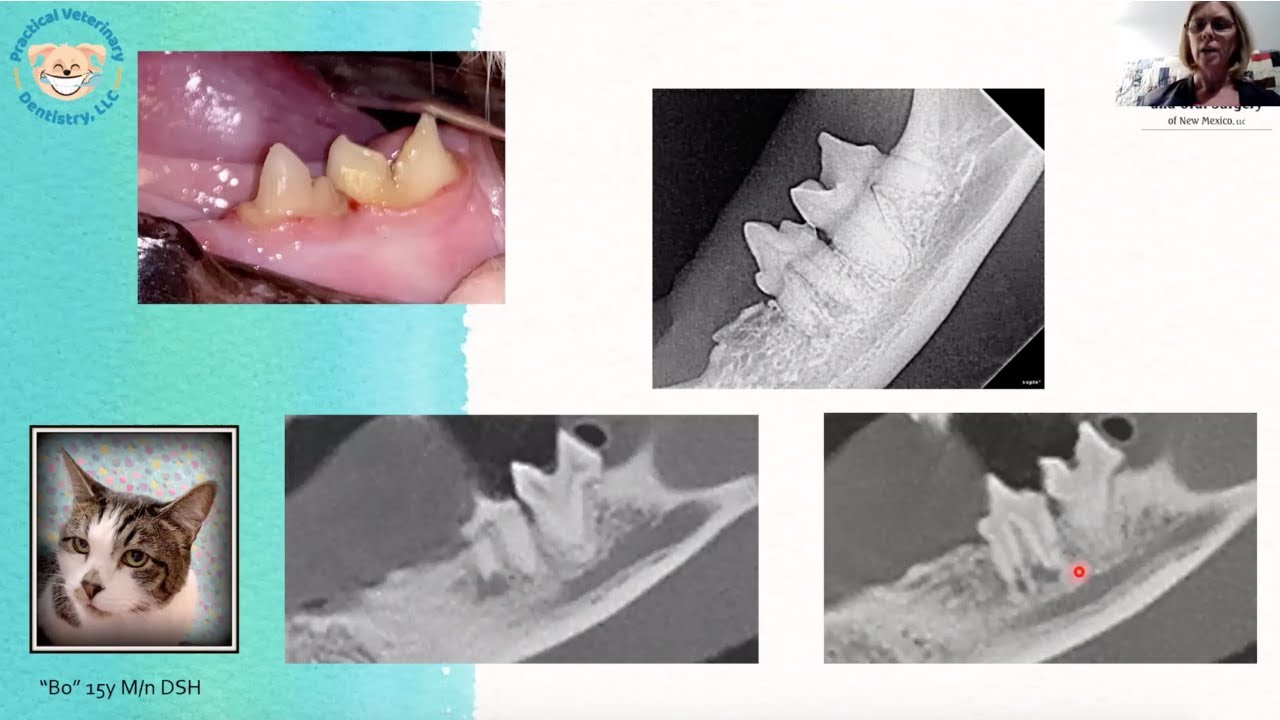 VetCAT CBCT In Veterinary Dental Procedures As Compared To Intraoral Radiographs